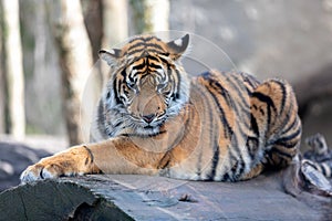 Sumatran Tiger, Panthera tigris sumatrae