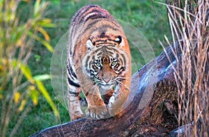 Sumatran tiger Panthera tigris sumatrae