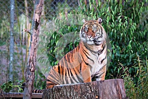 Sumatran tiger Panthera tigris sumatrae