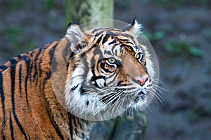 A Sumatran tiger Panthera tigris sumatrae