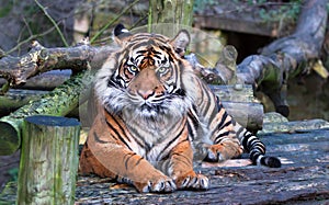 A Sumatran tiger Panthera tigris sumatrae