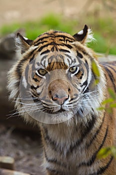 Sumatran tiger Panthera tigris sumatrae