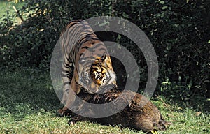 SUMATRAN TIGER  panthera tigris sumatrae