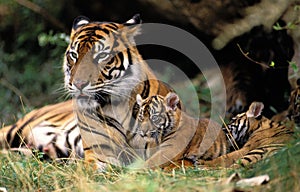 SUMATRAN TIGER panthera tigris sumatrae
