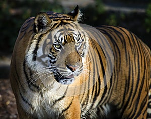 Sumatran tiger panthera tigris sumatrae