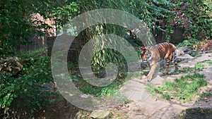 Sumatran tiger Panthera tigris sumatrae