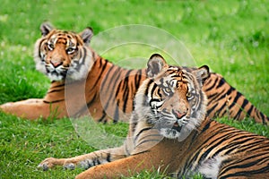 Sumatran Tiger Panthera Tigris Sumatrae