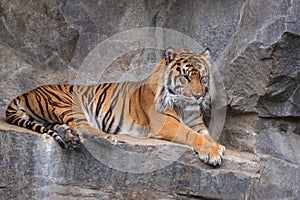 Sumatran tiger, Panthera tigris sumatrae