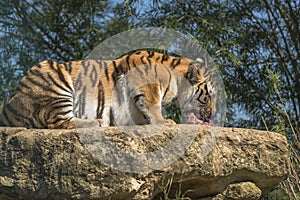 Sumatran tiger (Panthera tigris sumatrae)