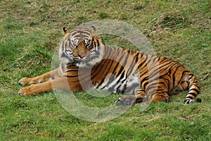 Sumatran Tiger - Panthera tigris sumatrae