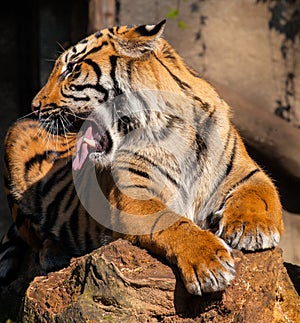 Sumatran Tiger, Panthera tigris sumatrae,