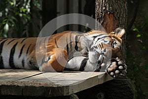 Sumatran tiger (Panthera tigris sumatrae)