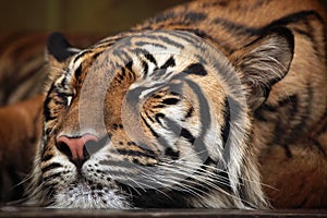 Sumatran tiger (Panthera tigris sumatrae).