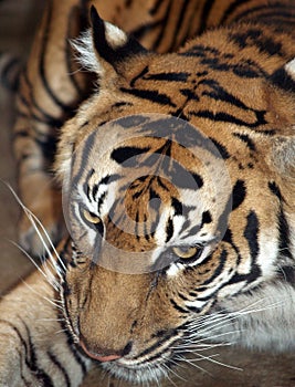 Sumatran tiger - Panthera tigris sumatrae