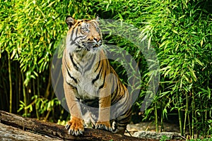 Sumatran Tiger, panthera tigris sumatrae, Adult