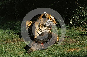 SUMATRAN TIGER panthera tigris sumatrae, ADULT EATING WILDBOAR KILL
