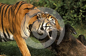 Sumatran Tiger, panthera tigris sumatrae, Adult pulling its Prey, a Wildboar Kill