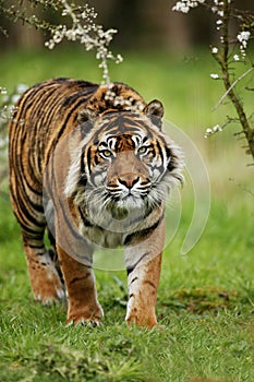 Sumatran Tiger, panthera tigris sumatrae, Adult standing on Grass