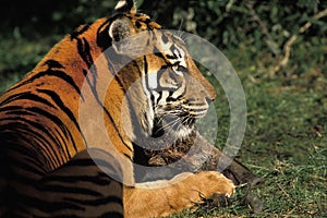 Sumatran Tiger, panthera tigris sumatrae, Adult with a Wildboar Kill