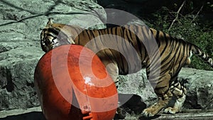 Sumatran Tiger (Panthera tigris sumatrae) carries a buoy