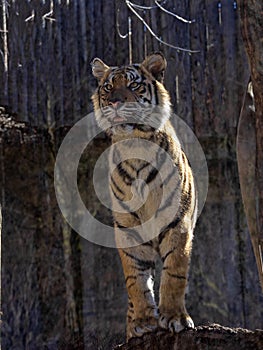 Sumatran Tiger, Panthera tigris sumatrae, closely watches the surroundings