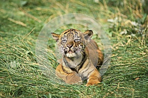 Sumatran Tiger, panthera tigris sumatrae, Cub