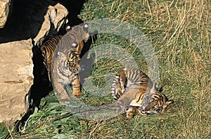 Sumatran Tiger, panthera tigris sumatrae, Cub playing