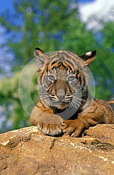 Sumatran Tiger, panthera tigris sumatrae, Cub standing on Rock