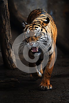 Sumatran tiger (Panthera tigris sumatrae) detail portrait