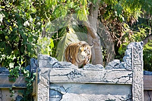 Sumatran tiger, Panthera tigris sumatrae, is endangered