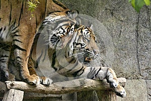 Sumatran Tiger, Panthera tigris sumatrae, expresses favor by wiping its head