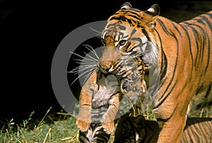 SUMATRAN TIGER panthera tigris sumatrae, FEMALE CARRYING BABY IN MOUTH