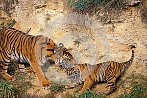 SUMATRAN TIGER panthera tigris sumatrae, FEMALE PULLING ITS CUB