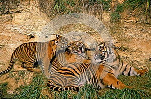 SUMATRAN TIGER panthera tigris sumatrae, FEMALE WITH TWO CUBS