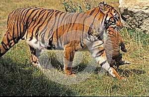 SUMATRAN TIGER panthera tigris sumatrae, MOTHER CARRYING BABY IN MOUTH