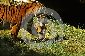 SUMATRAN TIGER panthera tigris sumatrae, MOTHER CARRYING CUB IN ITS MOUTH