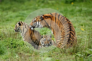 Sumatran Tiger, panthera tigris sumatrae, Mother with Cub