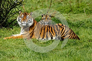 Sumatran Tiger, panthera tigris sumatrae, Mother with Cub