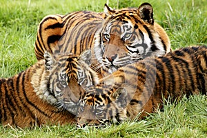 Sumatran Tiger, panthera tigris sumatrae, Mother with Cub