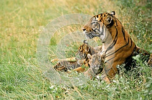 Sumatran Tiger, panthera tigris sumatrae, Mother with Cub