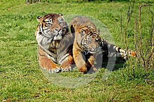 Sumatran Tiger, panthera tigris sumatrae, Mother and Cub