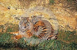 Sumatran Tiger, panthera tigris sumatrae, Mother and Cub