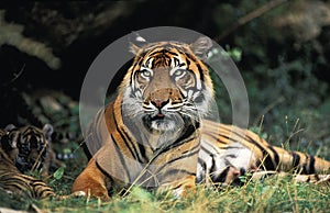 Sumatran Tiger, panthera tigris sumatrae, Mother and Cub