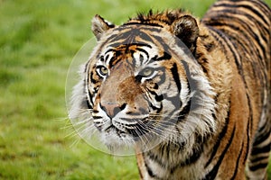 Sumatran Tiger, panthera tigris sumatrae, Portrait