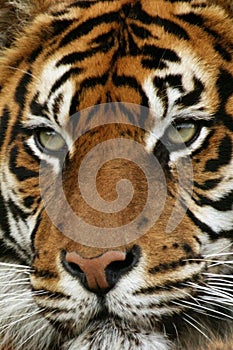 Sumatran Tiger, panthera tigris sumatrae, Portrait of Adult