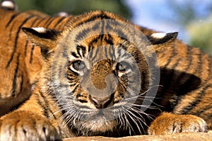 SUMATRAN TIGER panthera tigris sumatrae, PORTRAIT OF CUB