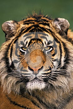 Sumatran Tiger, panthera tigris sumatrae, Portrait of Male