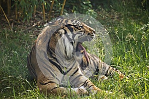 Sumatran Tiger, panthera tigris sumatrae, Portrait of Male Yawning