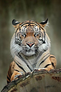 Sumatran tiger, Panthera tigris sumatrae, rare tiger subspecies that inhabits the Indonesian island of Sumatra. Face close-up