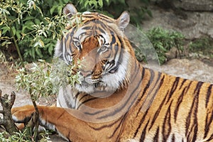 Sumatran Tiger, Panthera tigris sumatrae, `small` big cat lies. Origin is Indonesian island of Sumatra. Portrait